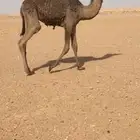 قعود على حليب كفو
