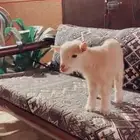 الماعز القزم متوفر تمارا