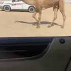 البيع القعود