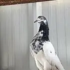 مطلوب باكستاني