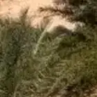 مزرعة للإيجار
