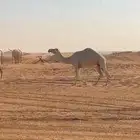 ضروبه للبيع