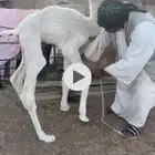 للبيع حيران ضيار 2 أوضح وشعل