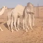 للبيع قعدان حليب ومكعب وبرسيم