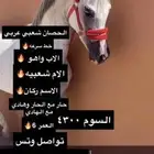 احصان لبيع شعبي
