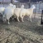 طليان جبره
