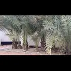 نخل مثمر
