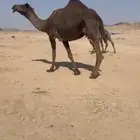 للبيع الخلفه