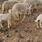 للبيع مراح حريات حرش اشباب تم البيع