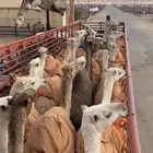 تريلة نقل وتحميل ابل طول 16