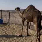 بكره مفرود