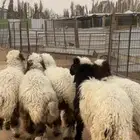 ذبايح نعيم يوجد وصلاخ
