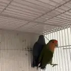 عصافير روز