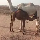 عشراء تحتها بكره