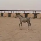 للبييع مهر واهو