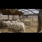 طليان صافي 40 راس ذبايح جبره