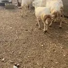 ضان مقاني