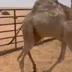 قعود حليب