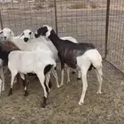 شياه حريات مهجنات بربري