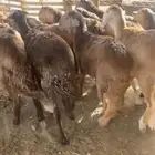 طليان سواكني حمريات مرابي