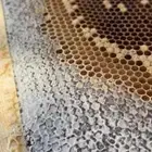عسل طلح حائل. البيع جمله