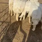 طليان ذبح فاخر بري شرط