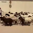 غنم نعيم رغايث