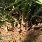 اصناء برني العلا للبيع انتاج فاخر (مبروم)