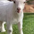 مطلب معزا مراح العدد 30