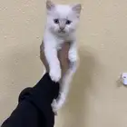كيتن هملايا جميله
