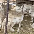 نعاج حريه مواليد