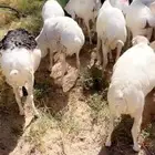 برابر ورفيدي جذع وثني