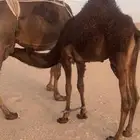قعود مجهم سمين فل وطيب شكل وسلالة طيبة