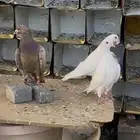 حمام فرنسي