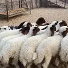 13 رخل لبانيات فل الفل ظهر وطرف ع حول 3 شهور سكين ولا مغنو