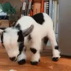 الماعز القزم متوفر تمارا