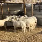 ذبايح مع الصلخ والتوصيل حريات تمايم فللل شحم وطرف