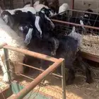 ذبايح حري نعيمي نجدي تيوس يوجد ذبح وتوصيل