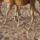حوار سمين