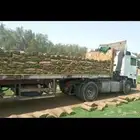 نجيلة طبيعي سي 2000 نضيف جوده عالي