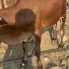 حسلان لباني العمر 10 شهور على حليب امهاته