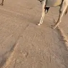 عشرا بكر كفو