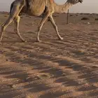 للبيع العشراء الشقحاء مفروده عنها بنتها.