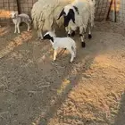 خلفات حريه و2 نعيميات. حلال طيب