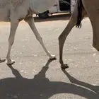 قعود باتلي