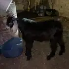 تيس للبيع