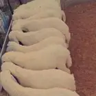 ذبايح حريات