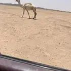 ضريبه للبيع