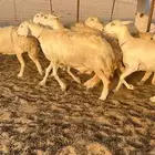 غنم حرية صنف جروم طيبه العدد 35 معاها فحل