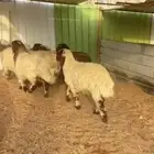 ذبايح نعيم يوجد في الموقع يوجد صلاخ يوجد توصيل